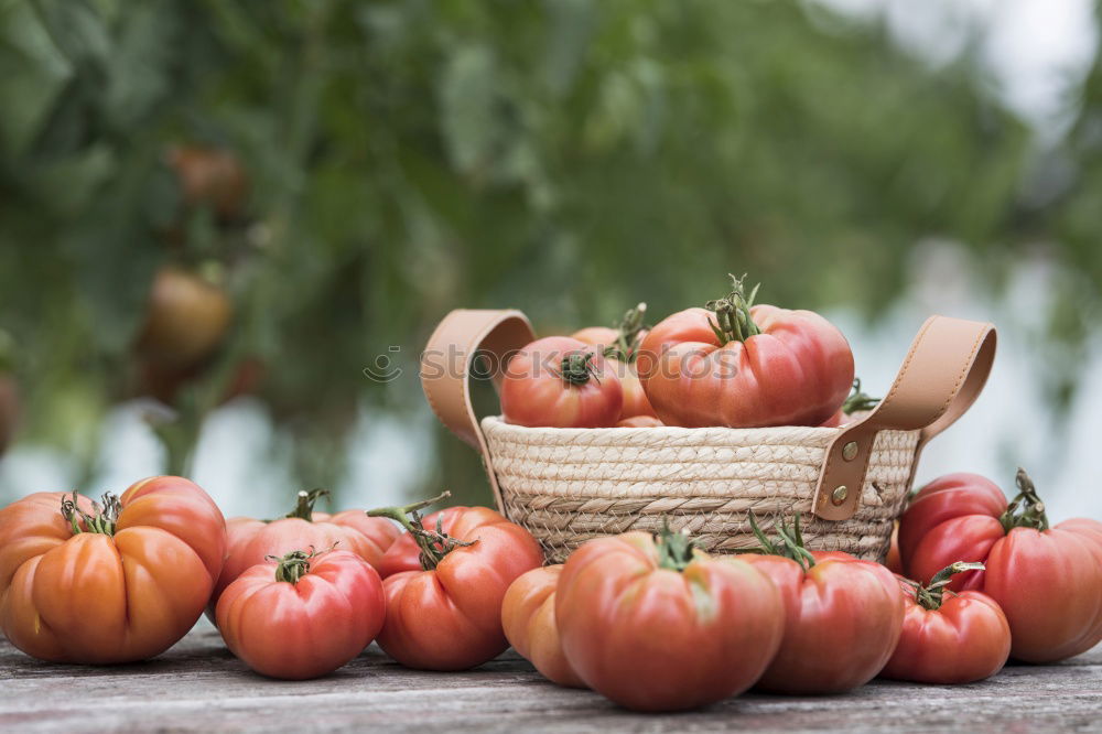 Similar – Picking tomatoes in basket