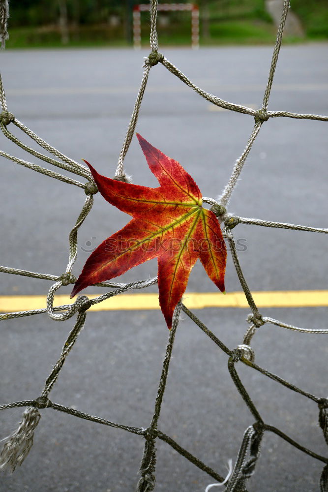 Similar – Image, Stock Photo leafy issue Leaf Autumn