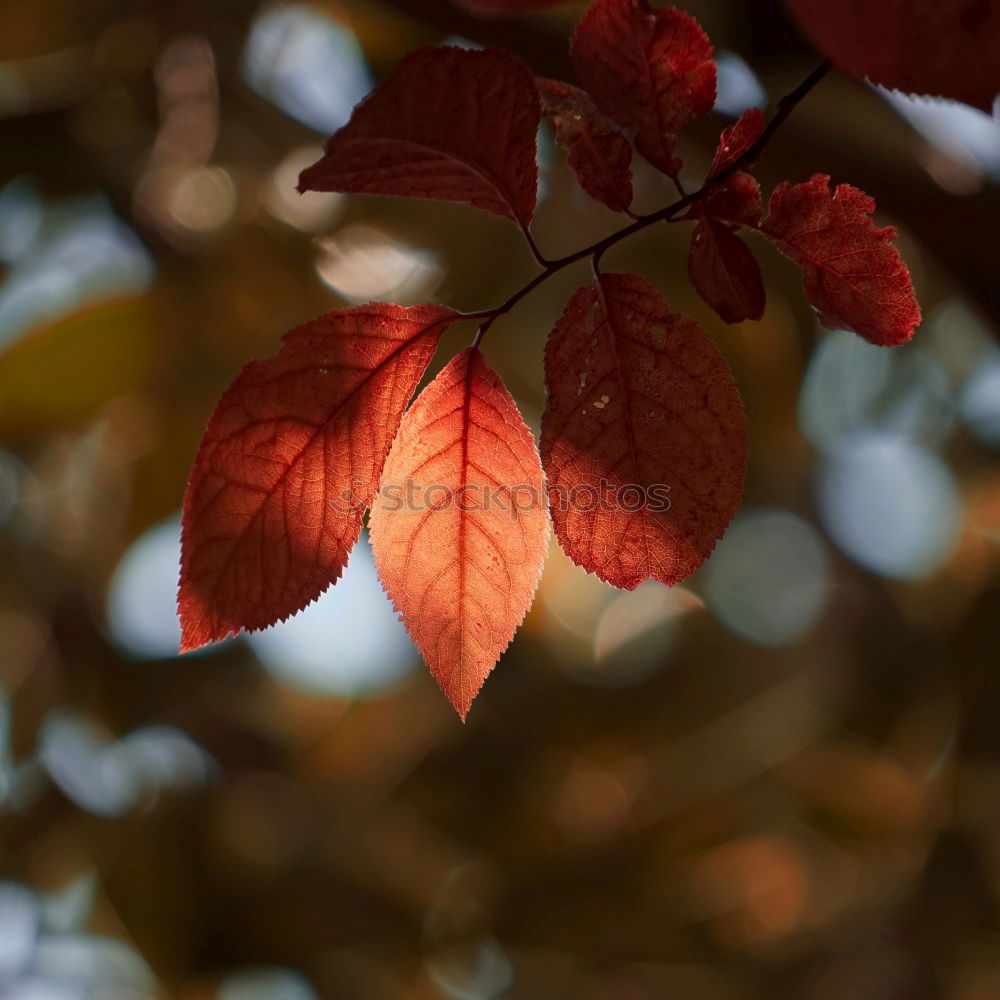 Similar – Image, Stock Photo spring festival