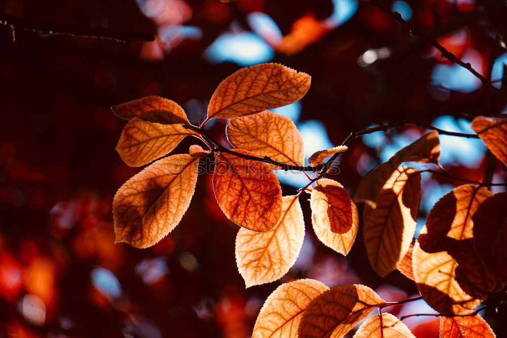 red tree leaves in the nature in summer