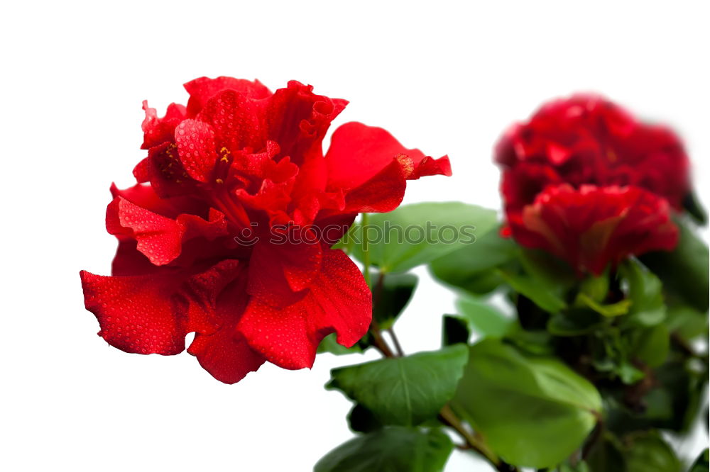 Similar – La Rose Red Thorn