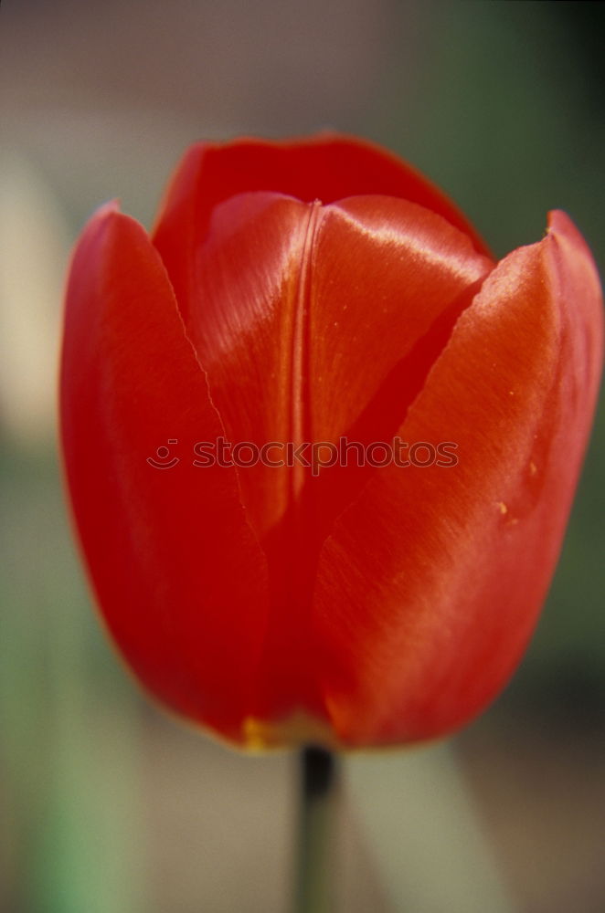 Image, Stock Photo tulip Tulip Flower Blossom