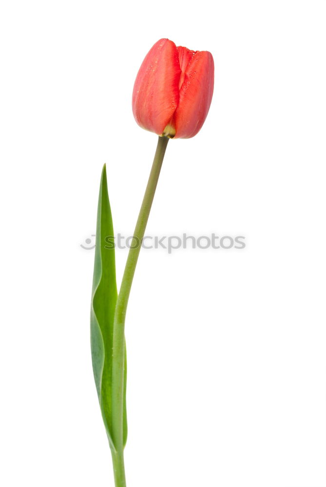 Similar – tulip Garden Decoration