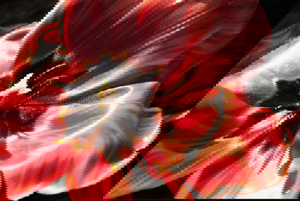 Similar – Image, Stock Photo Turkish; poppy seed; papaver; oriental;