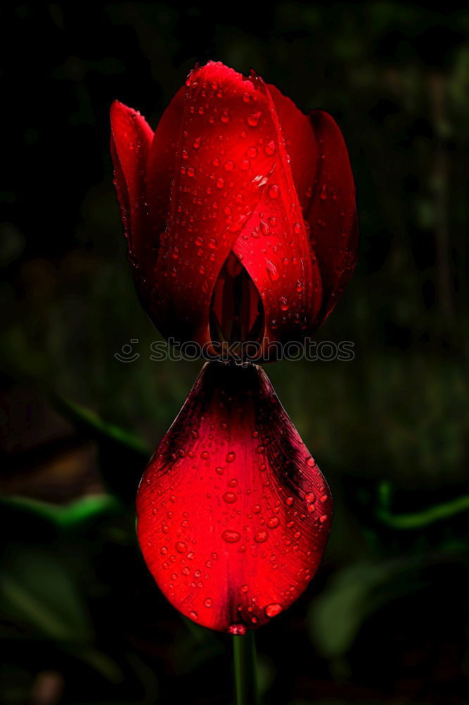 Similar – Image, Stock Photo Red Tulip Nature Plant