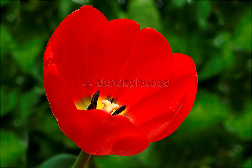 Similar – Poppy in the green Flower