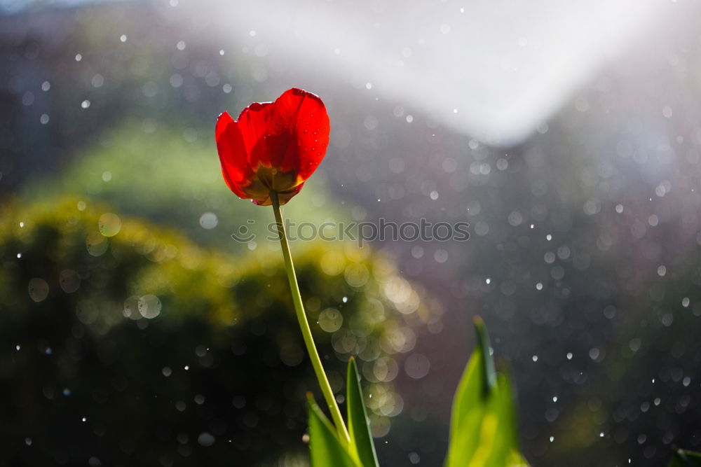 Similar – Image, Stock Photo purple blossom lies on a blue table with raindrops