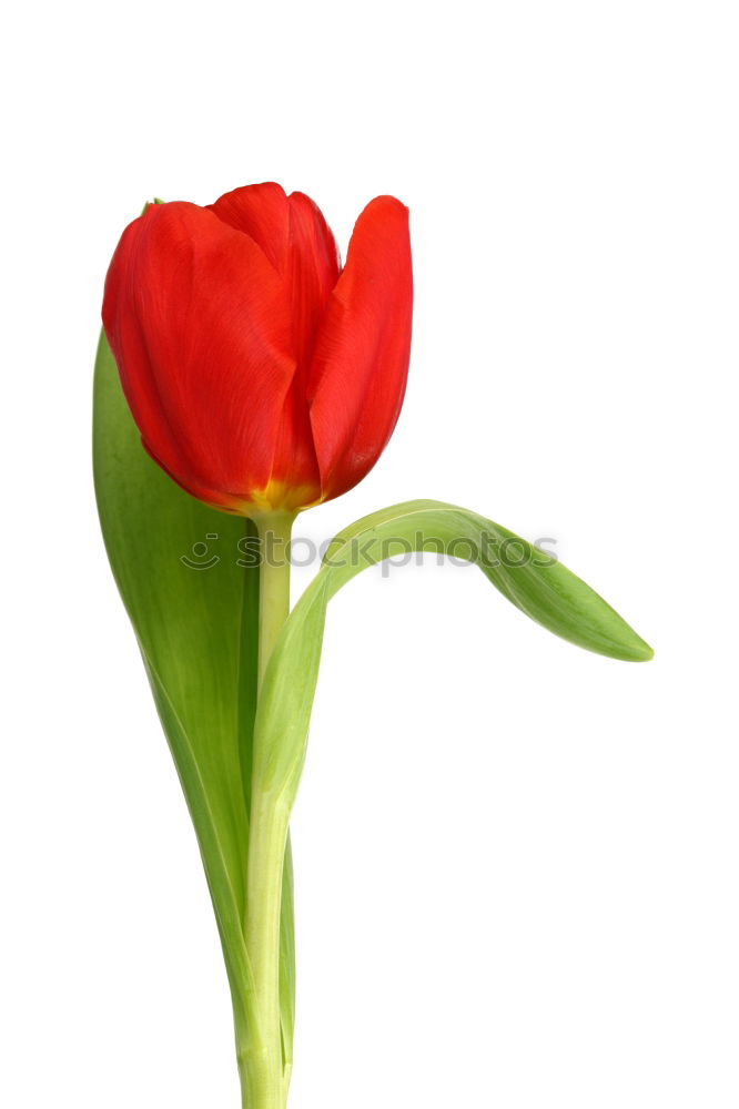 Similar – tulip Garden Decoration