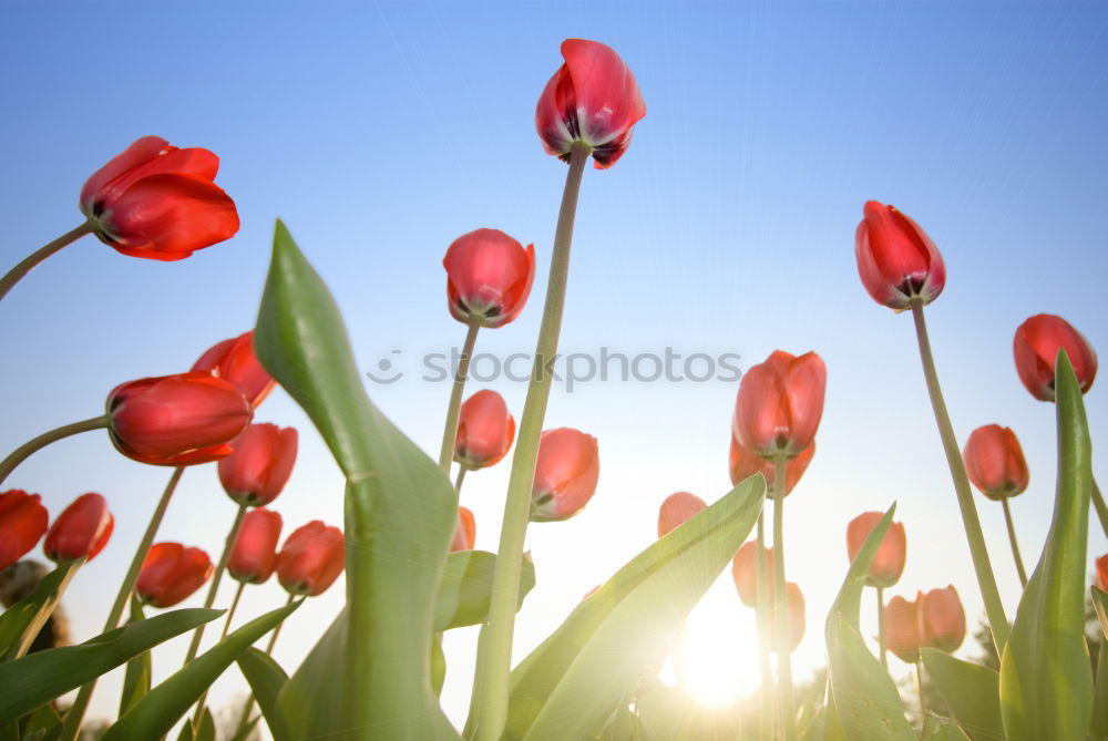 Similar – Foto Bild wo sich herbst und frühling treffen