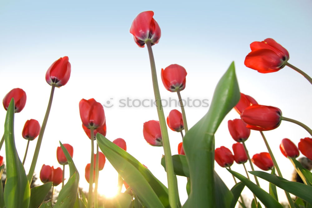 Similar – Foto Bild wo sich herbst und frühling treffen