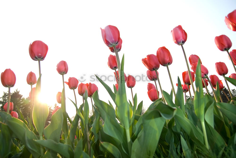 Similar – Foto Bild wo sich herbst und frühling treffen