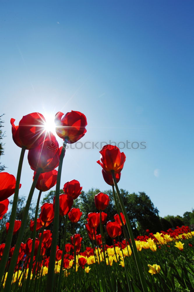 Similar – Foto Bild wo sich herbst und frühling treffen