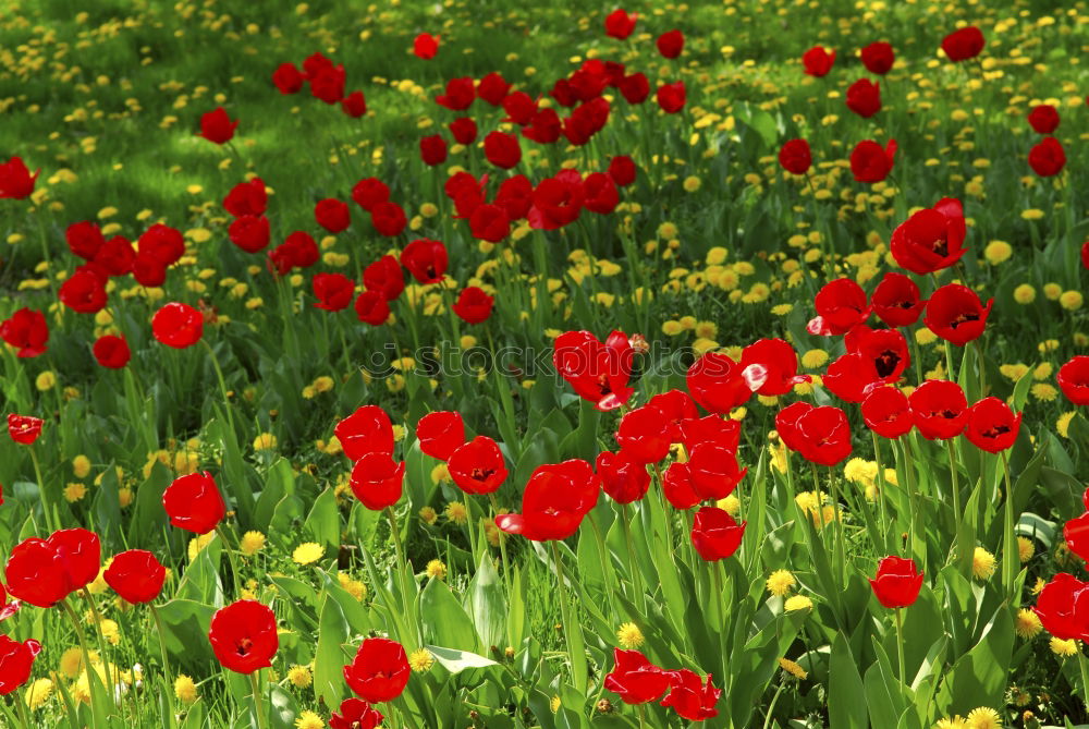 Similar – flowers speak Plant Spring