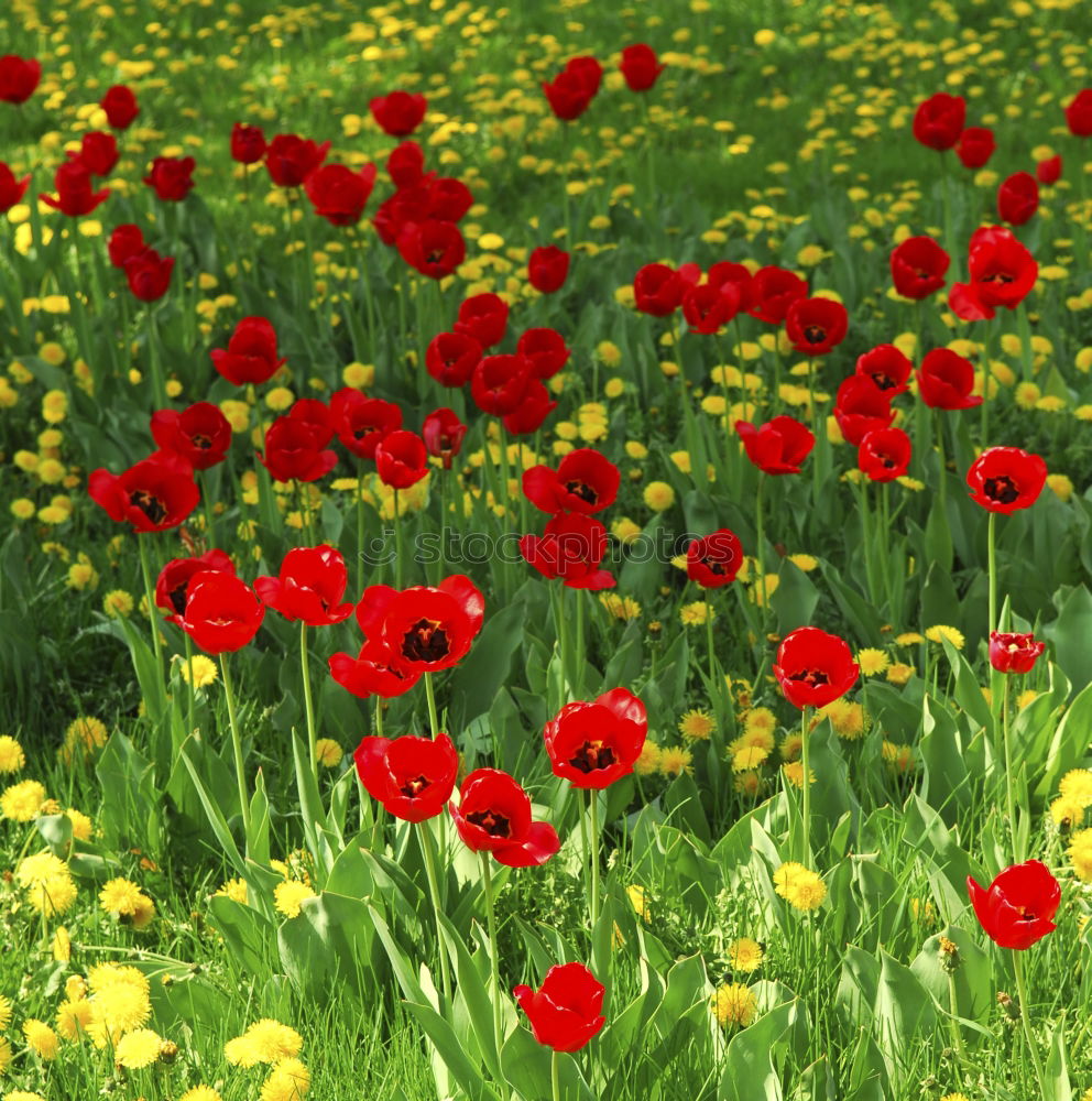 Similar – Image, Stock Photo yoga Poppy Corn poppy