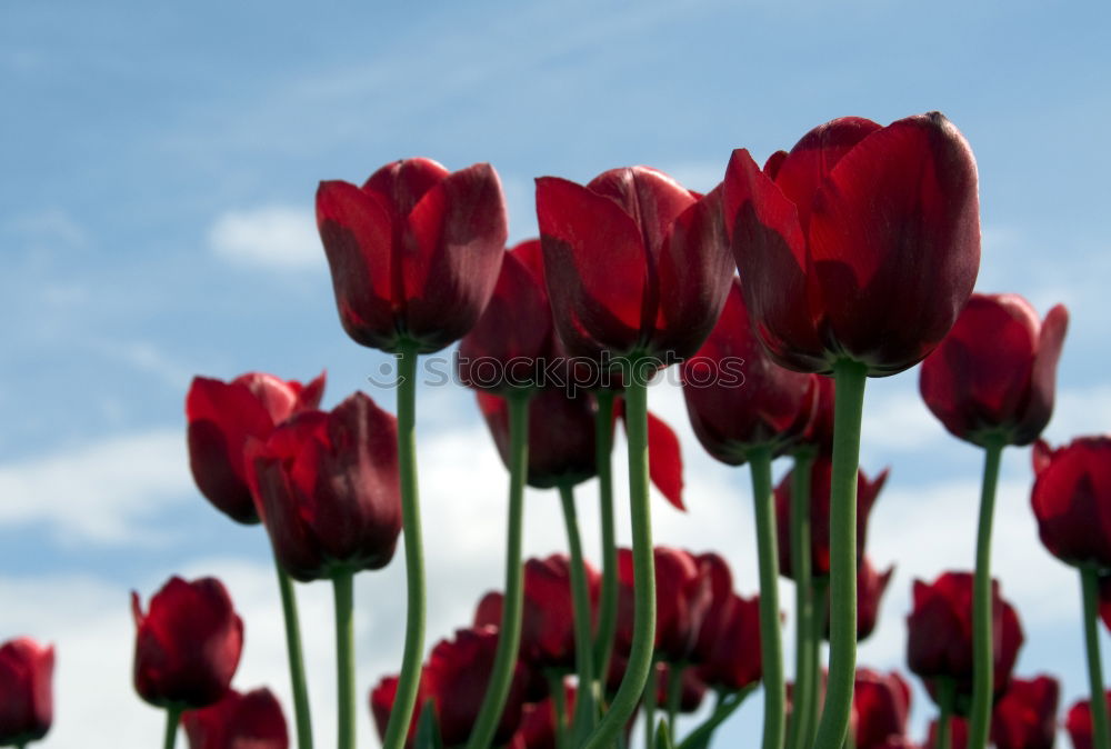 Similar – Image, Stock Photo tulip Environment Plant