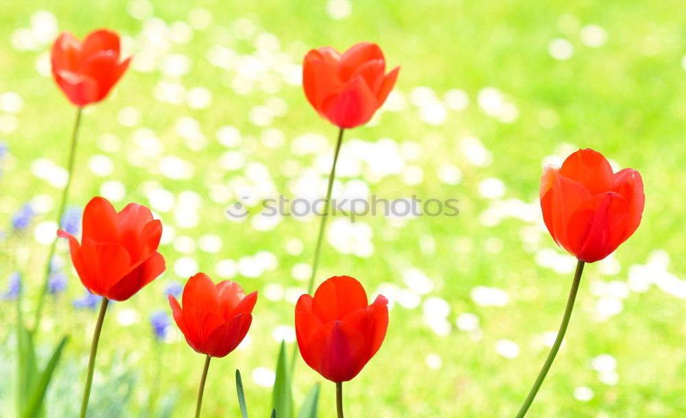 Similar – Image, Stock Photo spring greetings Nature