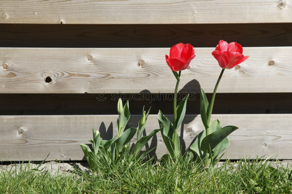 Similar – suburban idyll Garden