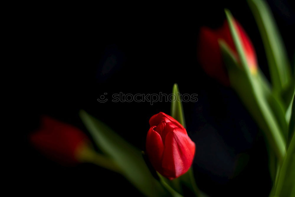 Similar – Image, Stock Photo Tulip under fire Nature