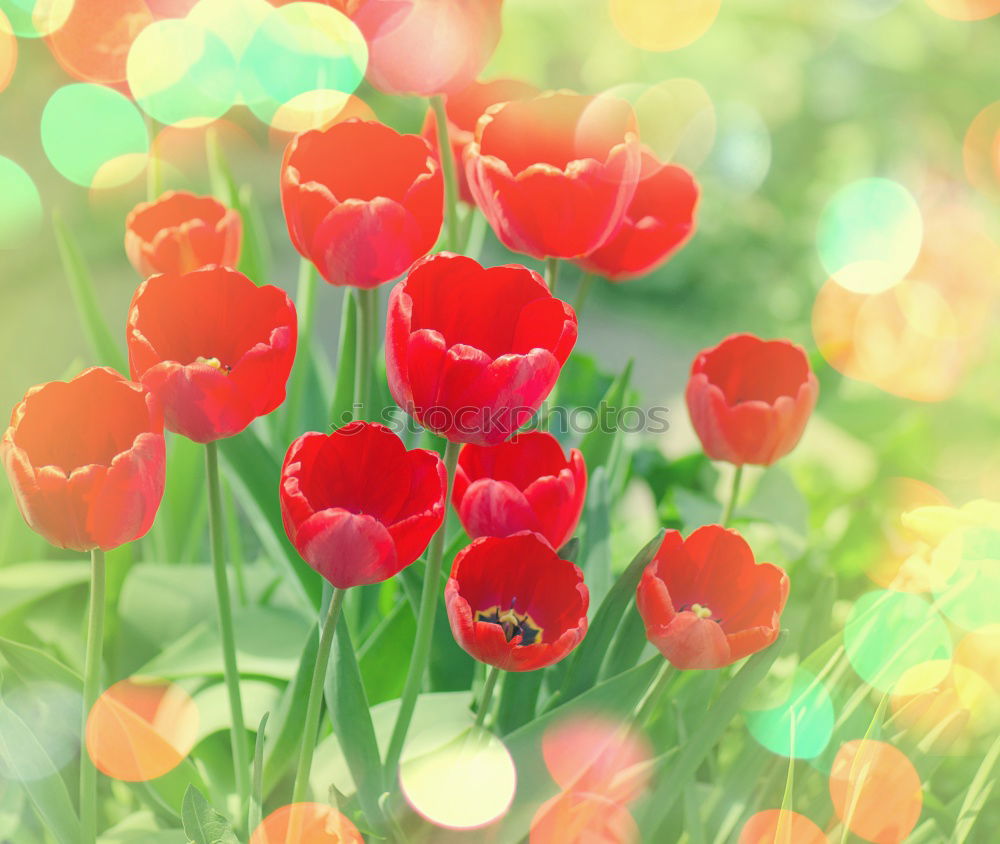 Similar – Image, Stock Photo spring greetings Nature