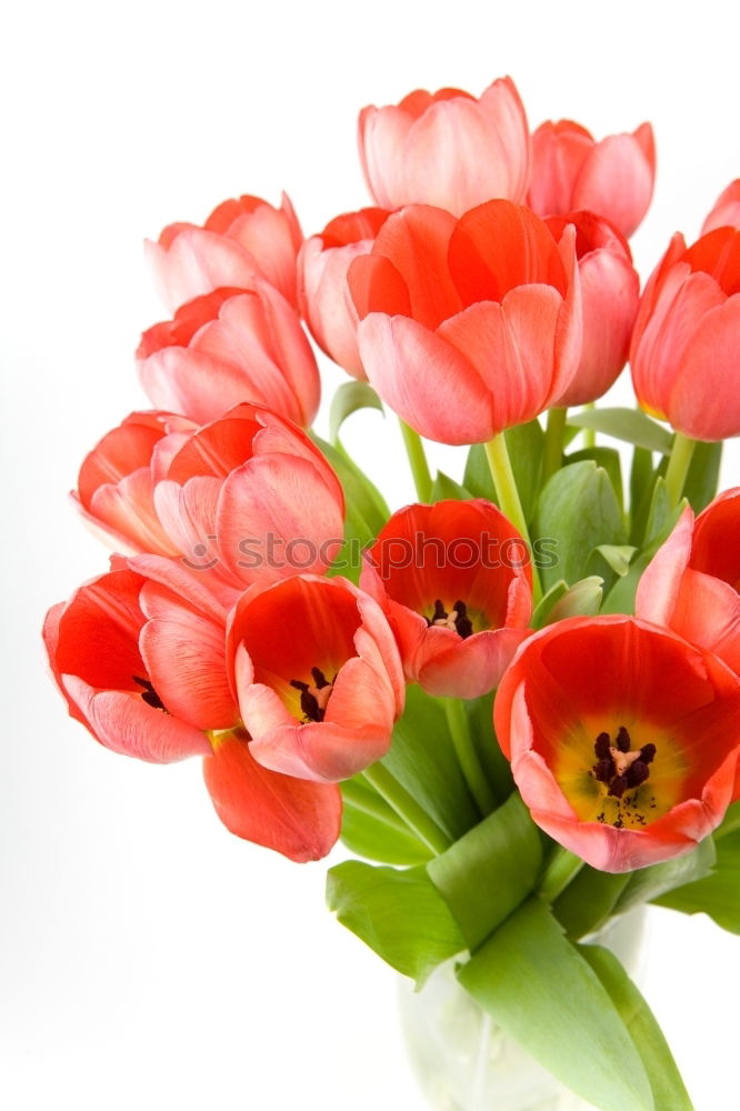 Similar – Pink primroses on red wooden table