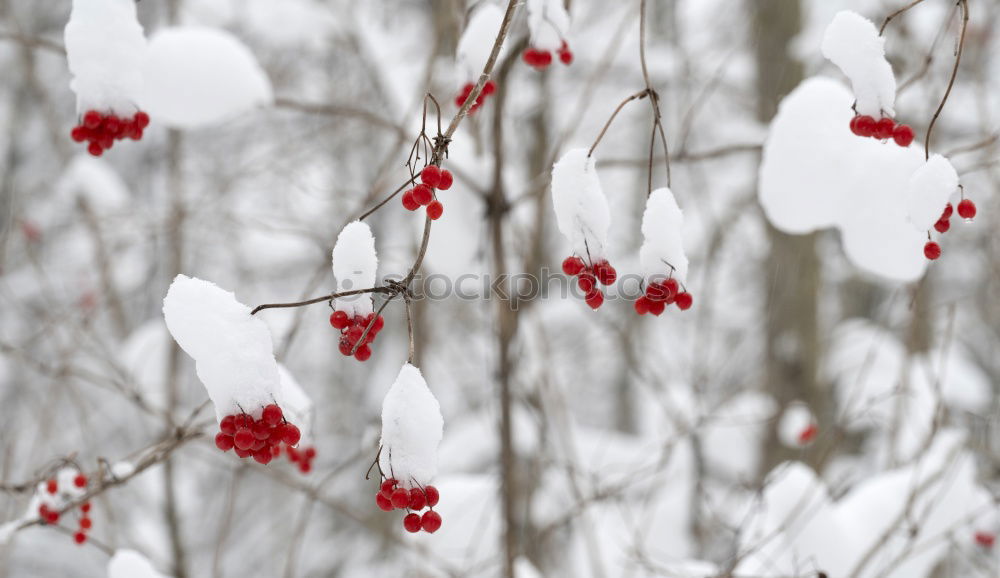 Foto Bild Rote Rosen im Schnee im Frost