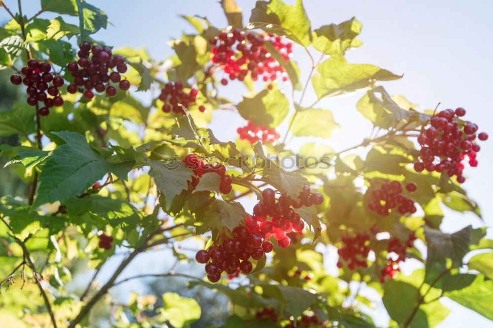 Similar – Image, Stock Photo grape in the field Fruit