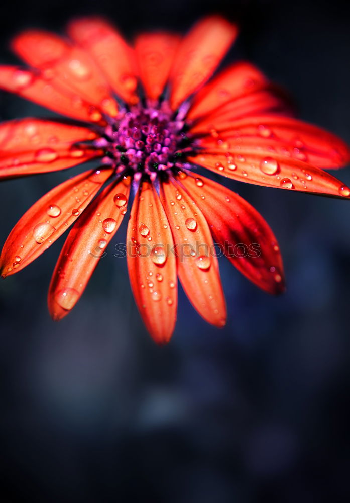 Similar – Foto Bild Rotgelbe Dahlien-Blüten mit Bienen