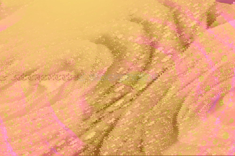 Similar – Image, Stock Photo turmeric Food