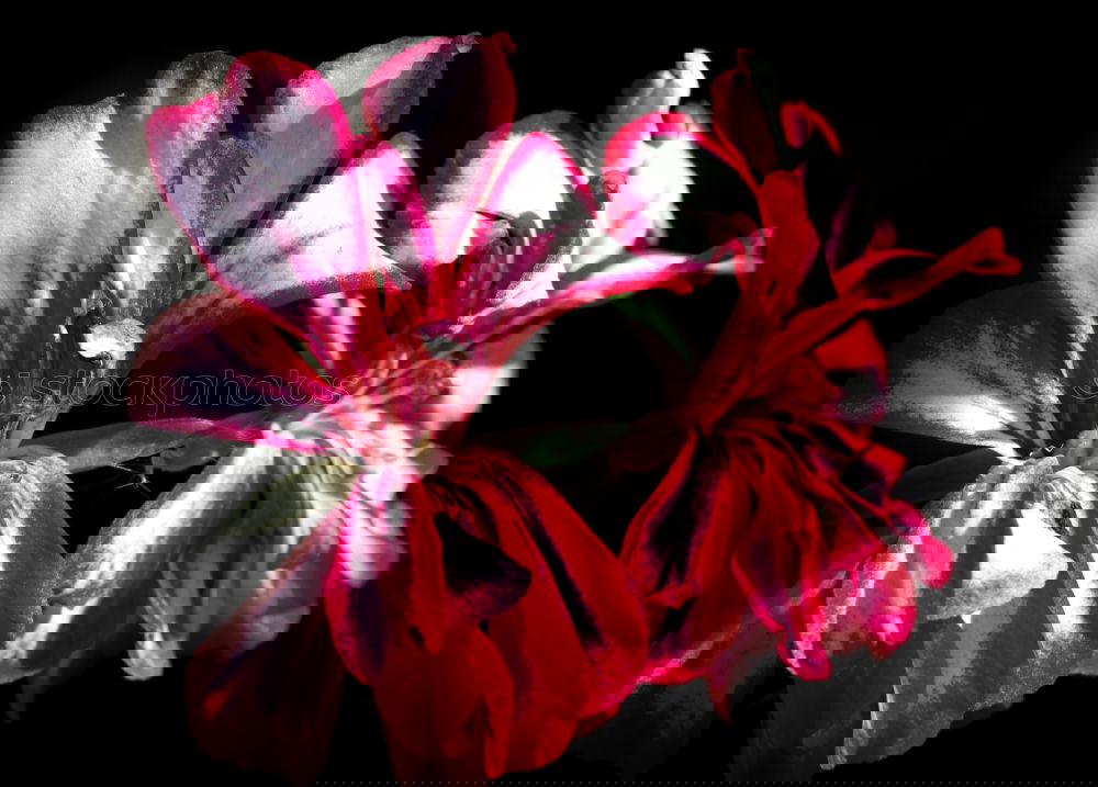 Similar – Image, Stock Photo Viridiflora, Dolls, Minuet, Tulips, Tulip flower,