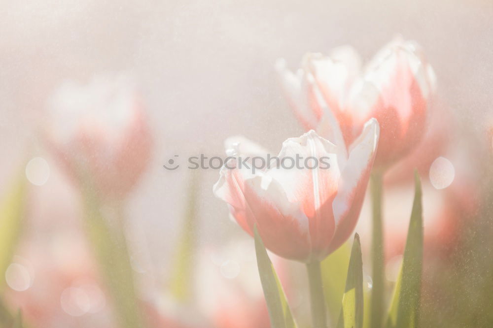 Similar – In meinem Garten schön