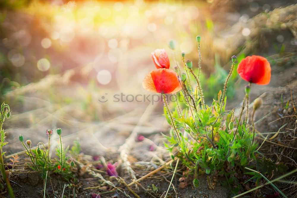 Similar – Spring nature with yellow crocuses