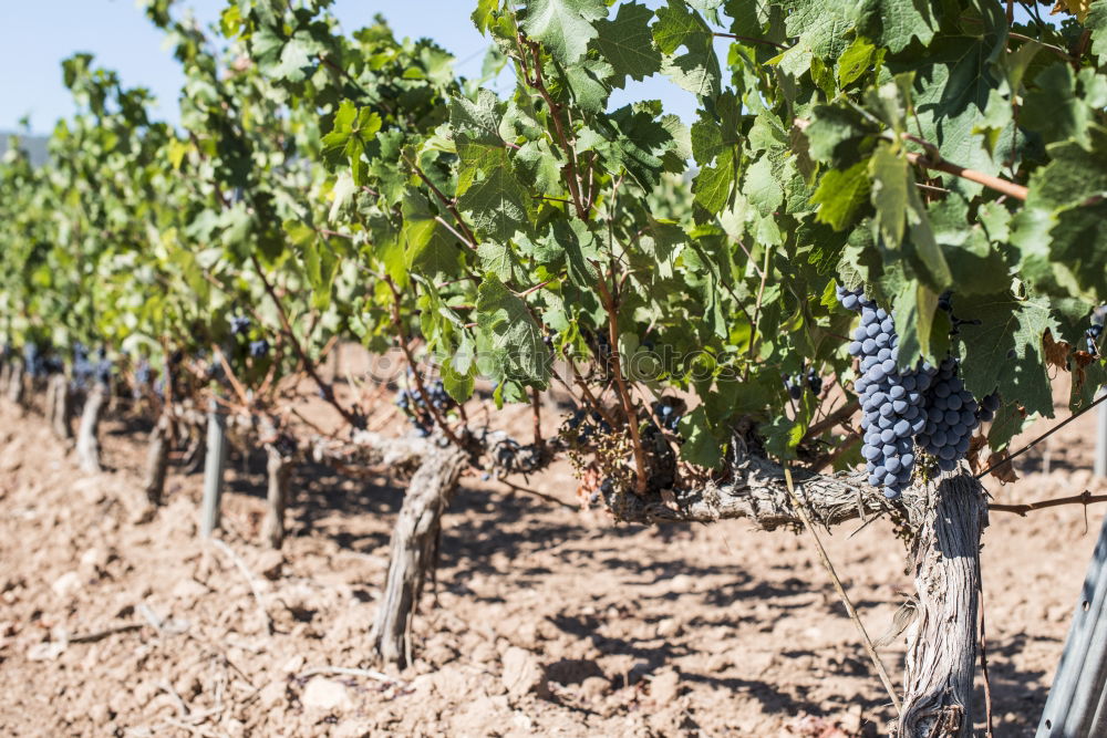 Similar – Image, Stock Photo Red wine grapes Fruit