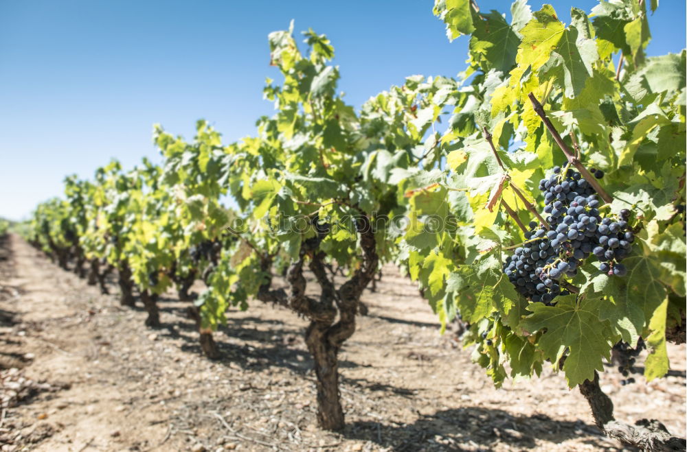 Image, Stock Photo Red wine grapes Fruit