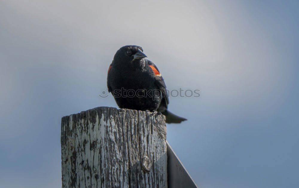 Similar – Image, Stock Photo The Lonely Bird Nature