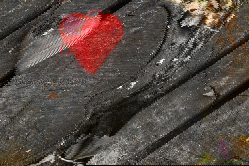 Similar – Image, Stock Photo iron heart Flirt