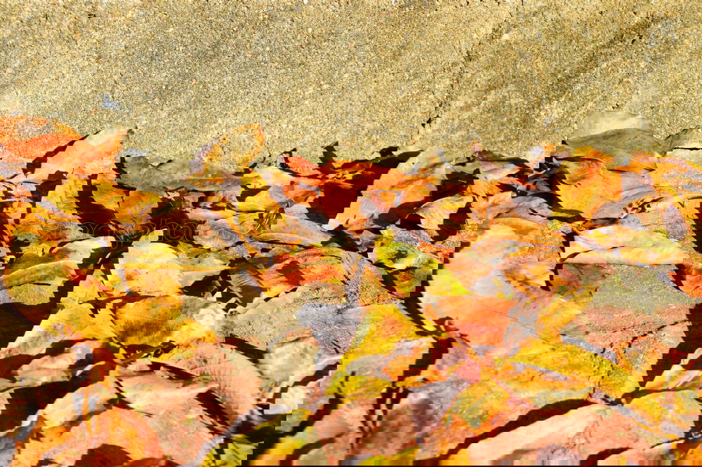 Similar – Foto Bild Kisten Buntes Herbst Blatt