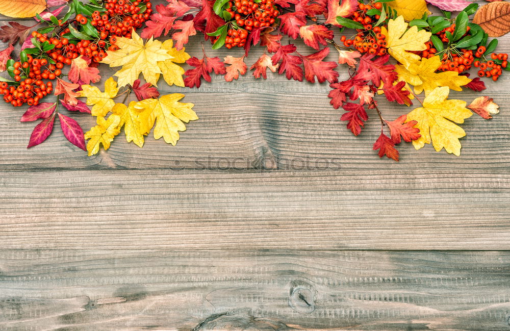 Similar – Autumn still life with pumpkins and autumn leaves