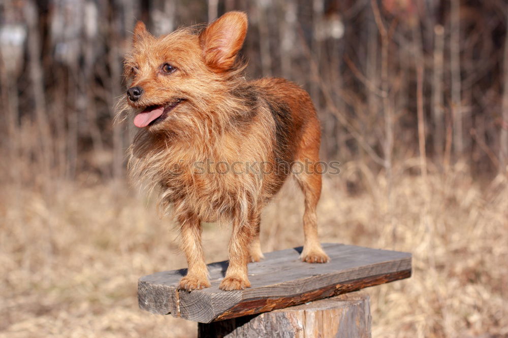 Similar – dachshund look Nature Tree