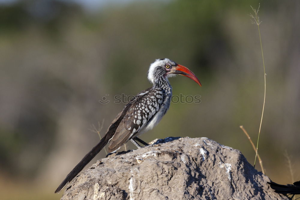 Similar – Image, Stock Photo Southern Yellow-billed Hornbill