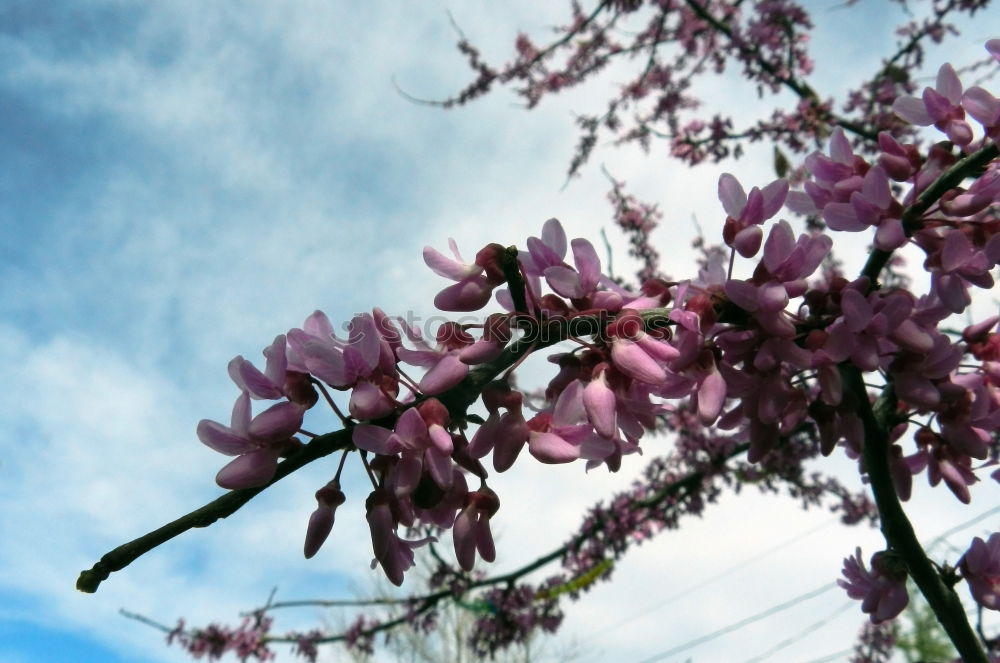 Similar – apple tree blossoms