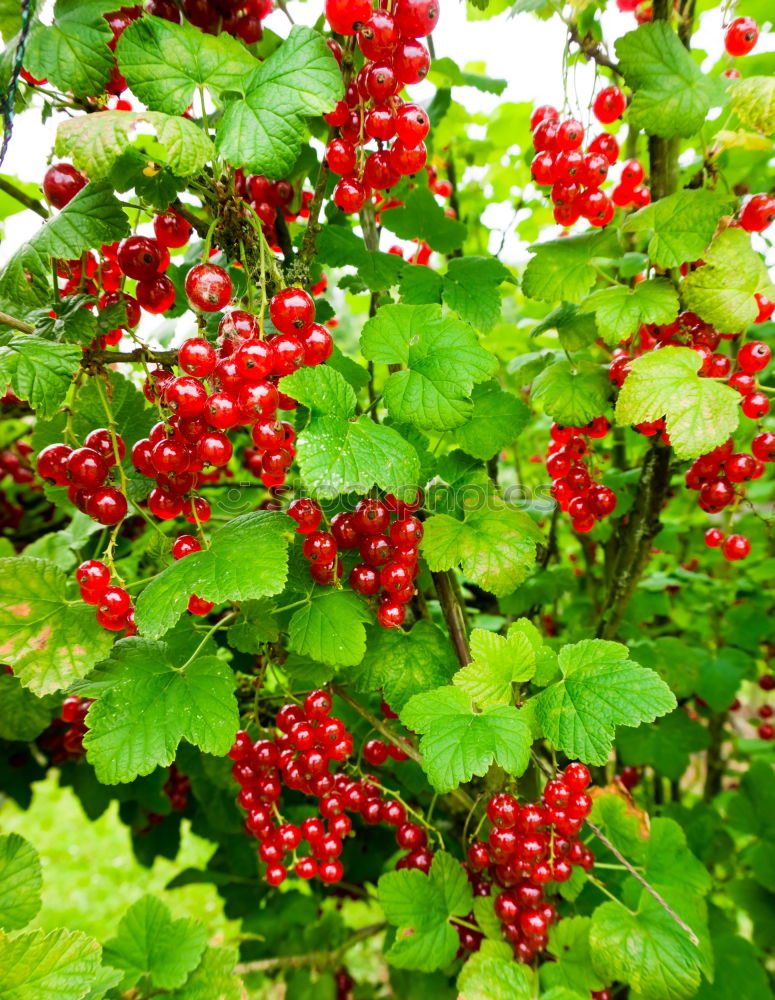 Similar – Image, Stock Photo currants Plant Redcurrant