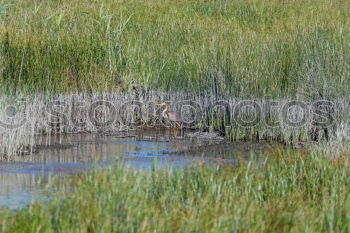 Similar – Image, Stock Photo Mr Fischer, Mr Fischer, how deep is the water?