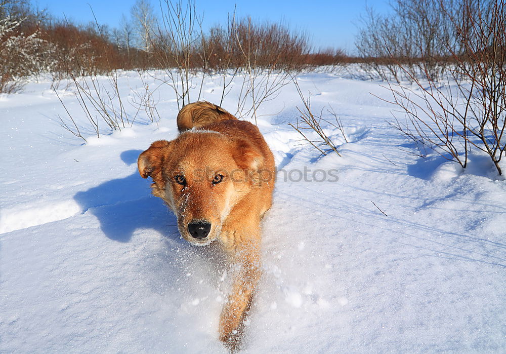 Similar – Image, Stock Photo Wild Dog 01 Nature Winter