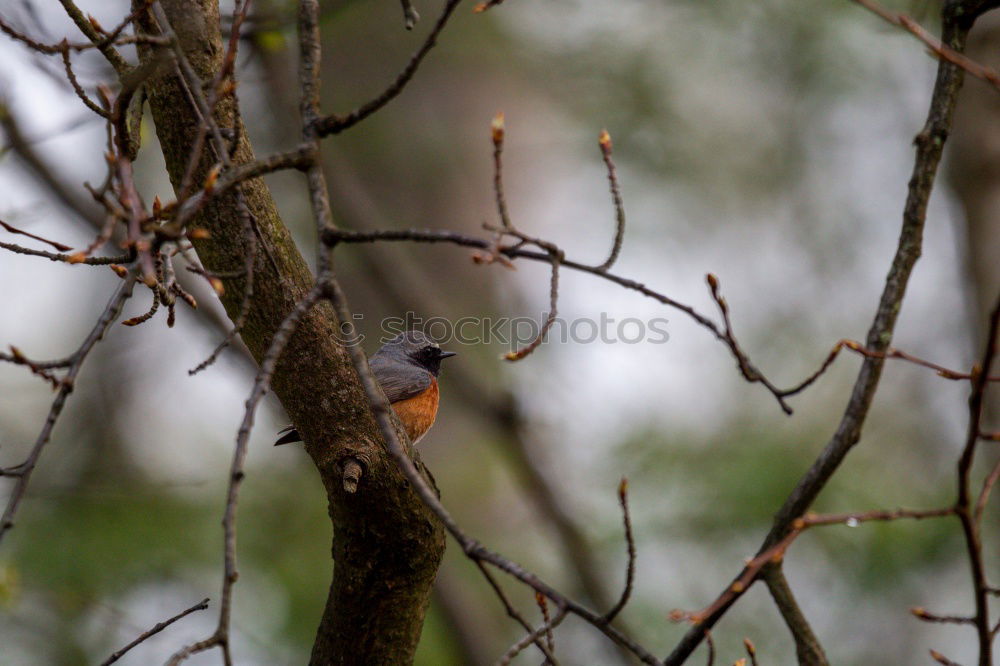 Similar – Image, Stock Photo dry Environment Nature