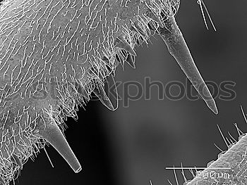 Similar – Image, Stock Photo Underwater picture of mosquito larvae in different stages of development. To make it more interesting the picture was turned upside down.