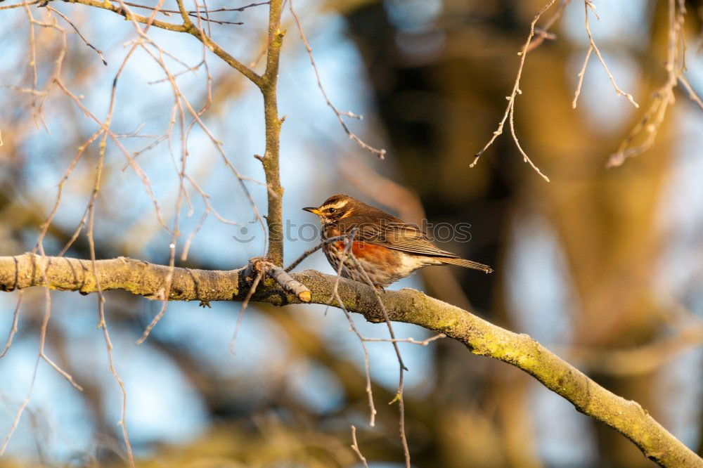 Similar – Image, Stock Photo Thrush in a berry bush