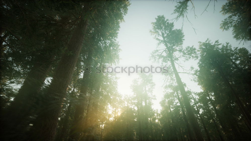 Similar – Image, Stock Photo Morning sun shines through the trees