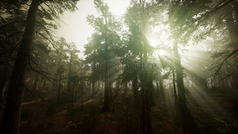 Similar – Image, Stock Photo After Rainforest [7] Trip