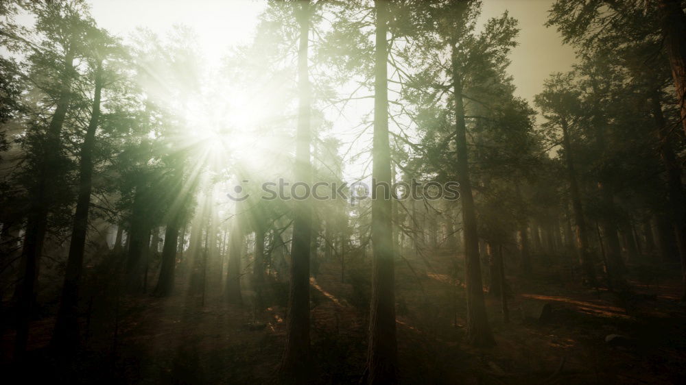 Similar – forest light Forest Light