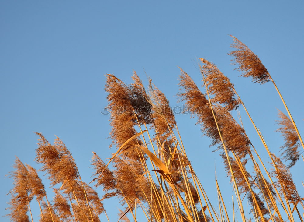 Similar – Sciluf (2) Grass Plant